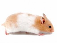 HAMSTER COMUN